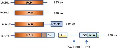 Ubiquitin Carboxyl-Terminal Hydrolases and Human Malignancies: The Novel Prognostic and Therapeutic Implications for Head and Neck Cancer